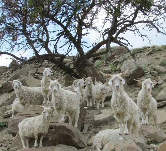 Anadolu Yaylalarının Harikaları: Angora Keçileri